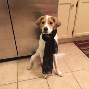 Meet your Posher, Holly